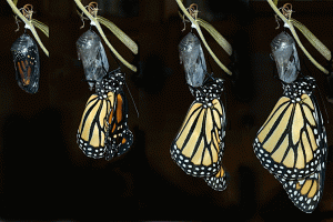 ButterflyEmerging